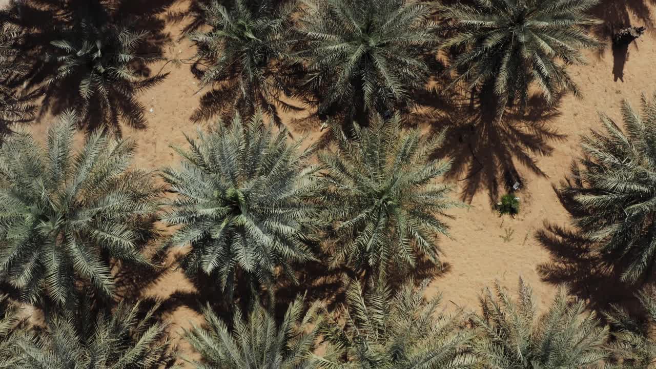 View Of A Date Palm Trees Plantation During Summer