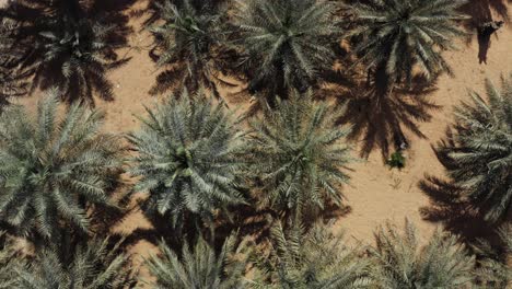 Vista-De-Una-Plantación-De-Palmeras-Datileras-Durante-El-Verano