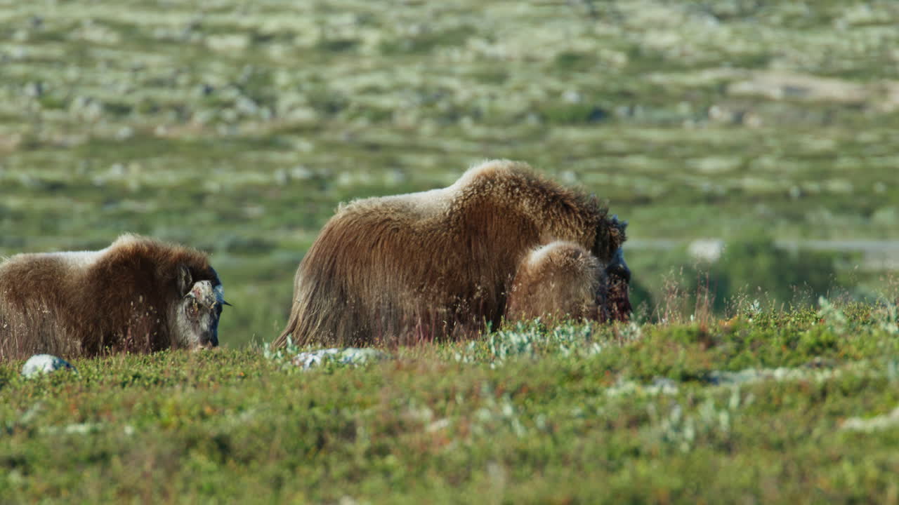 Musk Ox Family Grazing in Alpine Meadow on Dovrefjell Plateau in Norway