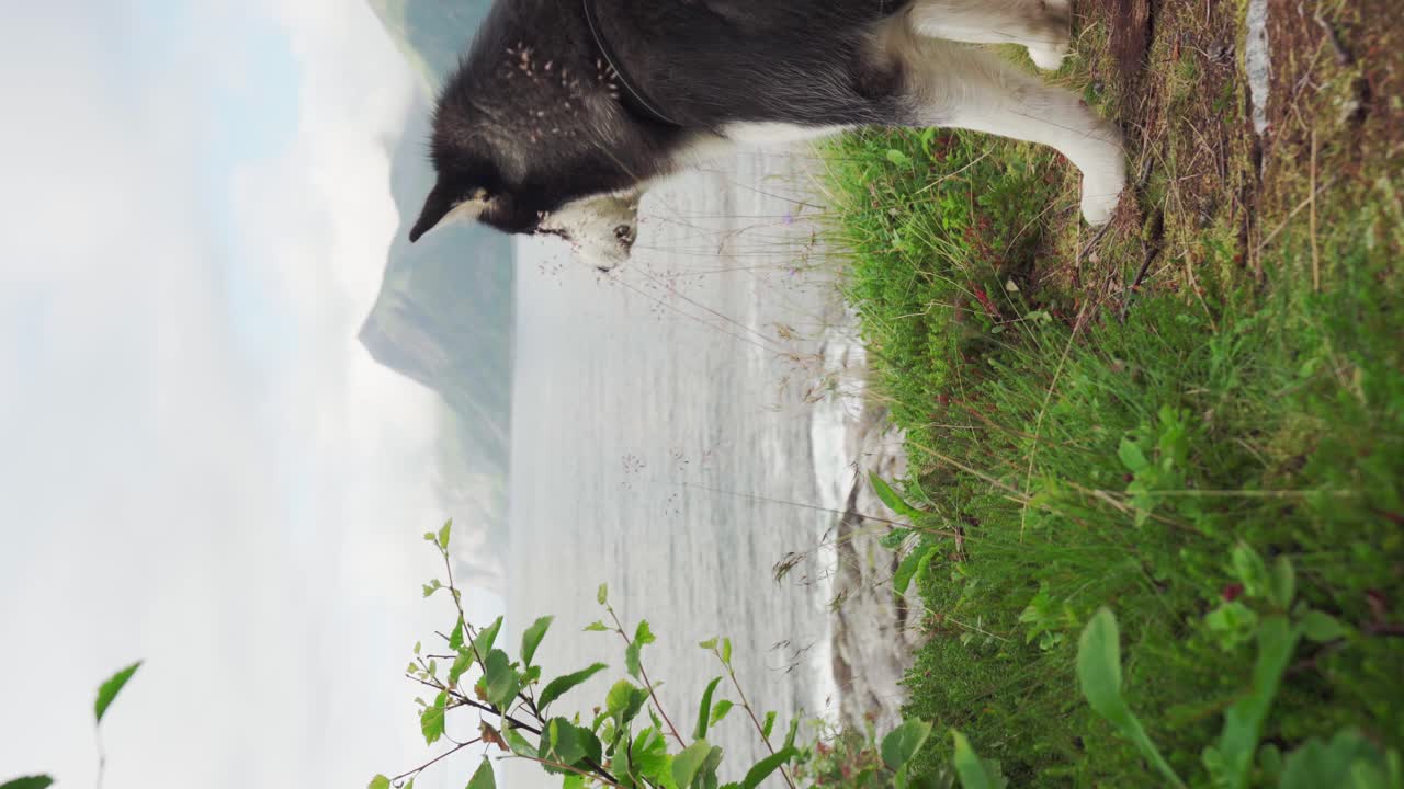 Alaskan Malamute che si gode la brezza vicino al lago del Parco Nazionale di Anderdalen, Isola di Senja, Segla Norvegia