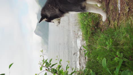 Alaskan-Malamute-Enjoying-The-Breeze-By-The-Lake-Of-Anderdalen-National-Park,-Senja-Island,-Segla-Norway