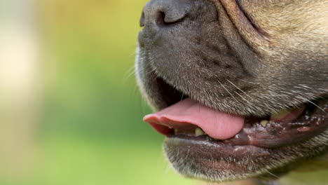 tired thirsty french bulldog dog breathing with opened mouth, tongue is sticking out - closeup in slow motion