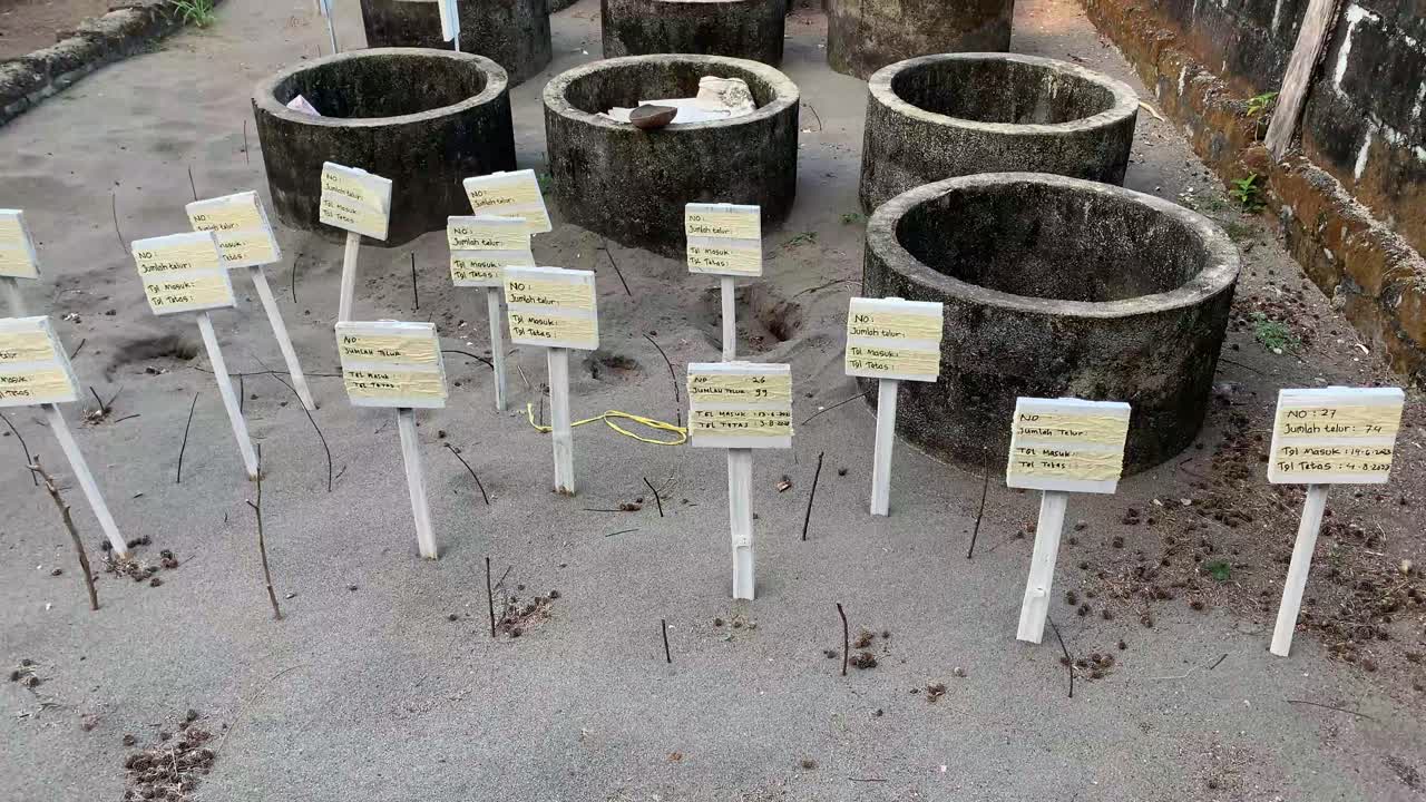 인도네시아 요기카르타의 고아 세마라 해변에 있는 거북이 발아 장소는 알의 수와 수로 표시되어 있습니다.