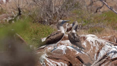 Two-beautiful-Blue-footed-boobies-sit-on-a-guano-covered-rock-in-the-hot-sun-on-North-Seymour-Island,-near-Santa-Cruz-in-the-Galapagos-Islands