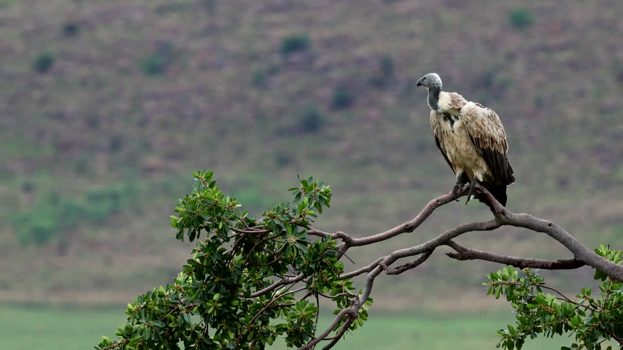 el llamativo buitre del cabo (gyps coprotheres) encaramado en lo alto de una rama de árbol, telefoto
