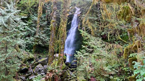 small waterfall in hoh rainforest, washington