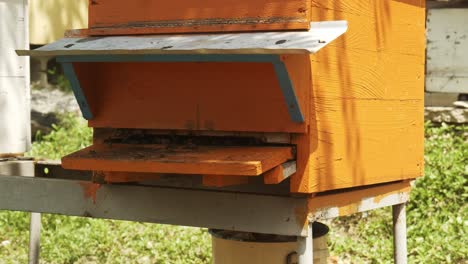 Close-up-honey-bees-swarming-around-wooden-orange-hive-at