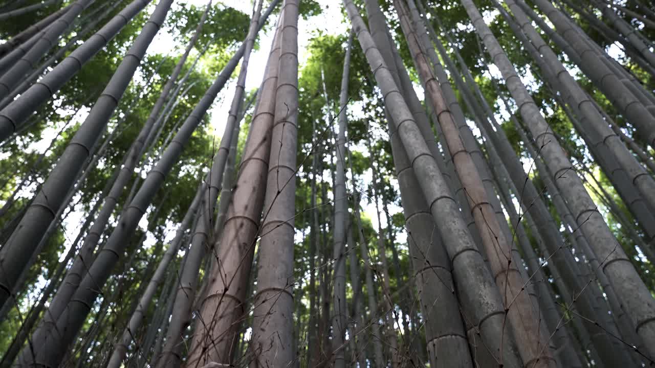 fotografía en bajo ángulo del bosque de bambú de arashiyama en kyoto