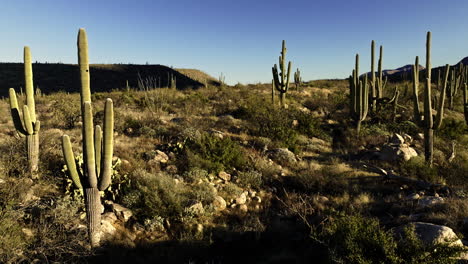 low flying drone footage of desert with cacti all around