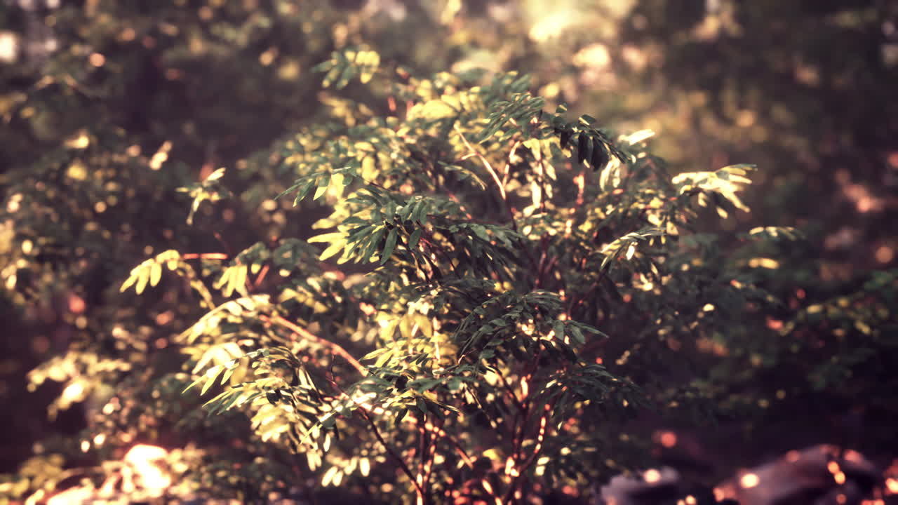 поздний летний солнечный свет проникает сквозь деревья