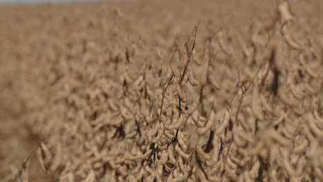 Soybeans-plantation-in-Brazil