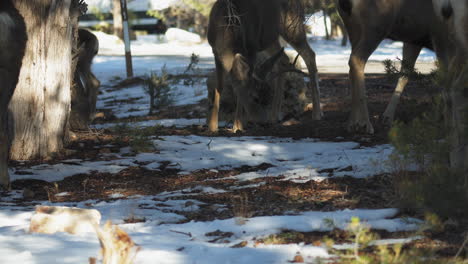 Group-Of-Elks-Grazing-Near-Mather-Campground,-USA