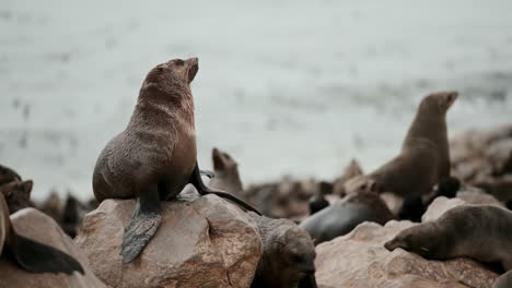 seals on rocks at the coast