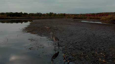 a lone great blue heron wading and foraging on the mudflat during sunset in eastern townships, quebec, canada - aerial