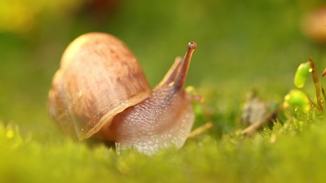 Close-up-of-a-snail-slowly-creeping-in-the-sunset-sunlight.