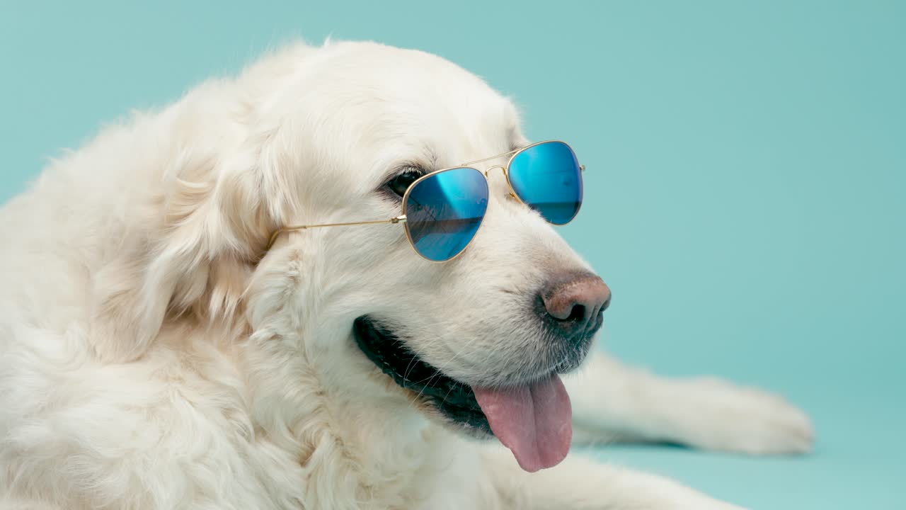 Güneş Gözlüğü Takmış Golden Retriever