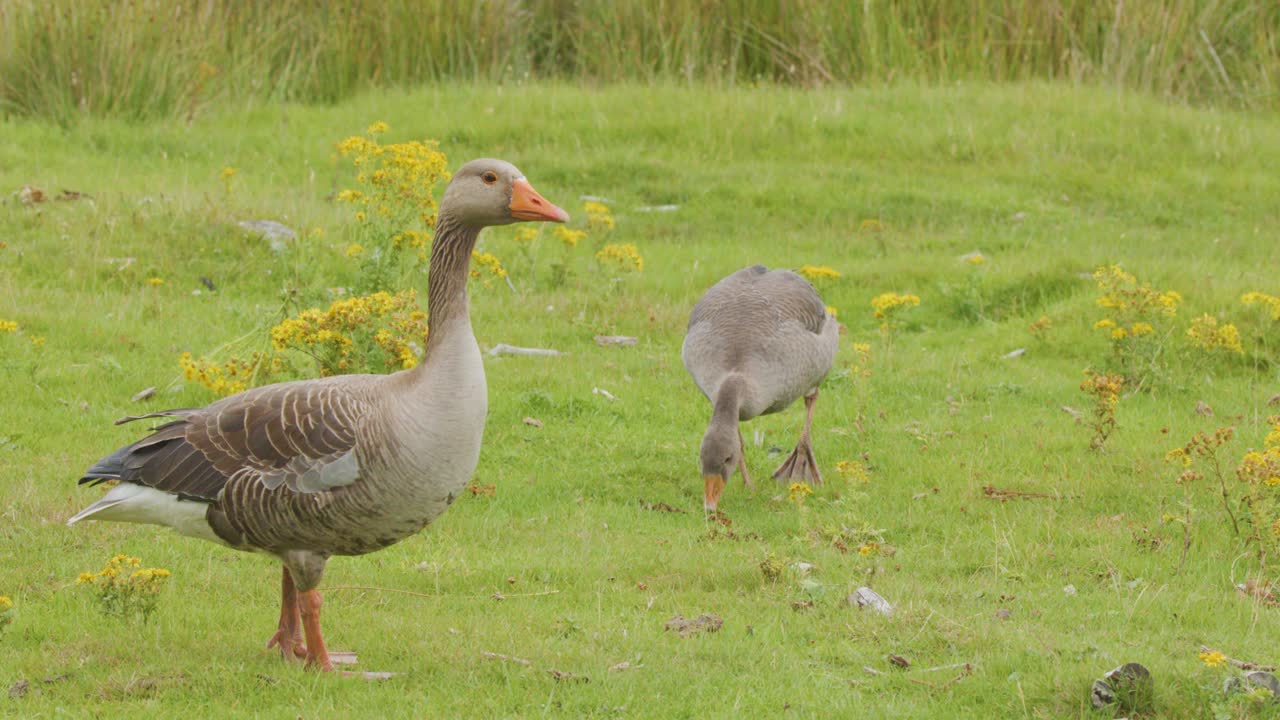 Two greylag geese forage and walk in a lush green field dotted with wildflowers, under soft natural daylight, with steady camera framing