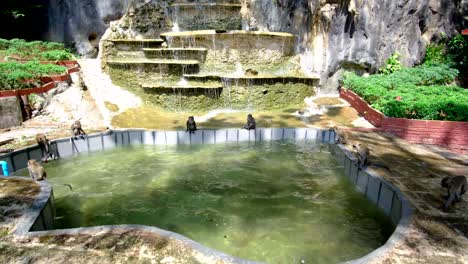 Los-Monos-Salvajes-Están-Nadando-En-Una-Piscina-Artificial-En-El-Vecindario