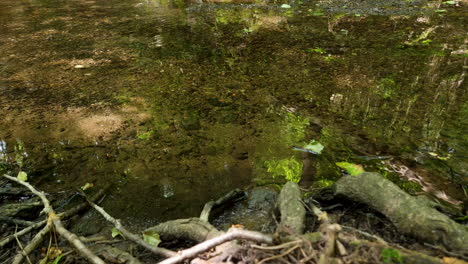 Wasser-Plätschert-Im-Bach,-Mit-Schwimmendem-Blatt