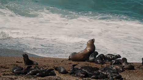 Schäumende-Wellen-Kommen-An-Den-Strand-Mit-Einer-Seelöwenkolonie-Auf-Der-Halbinsel-Valdes,-Argentinien