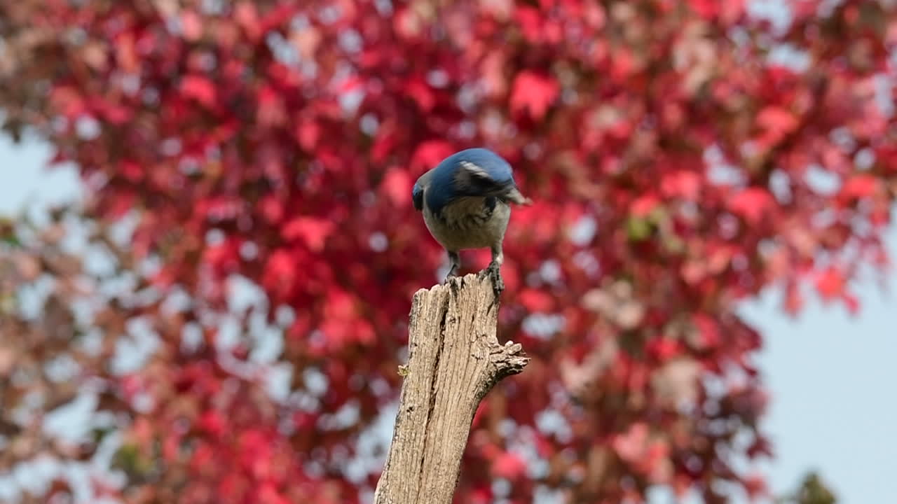 california scrub jay aterrizando en el puesto y luego volando lejos
