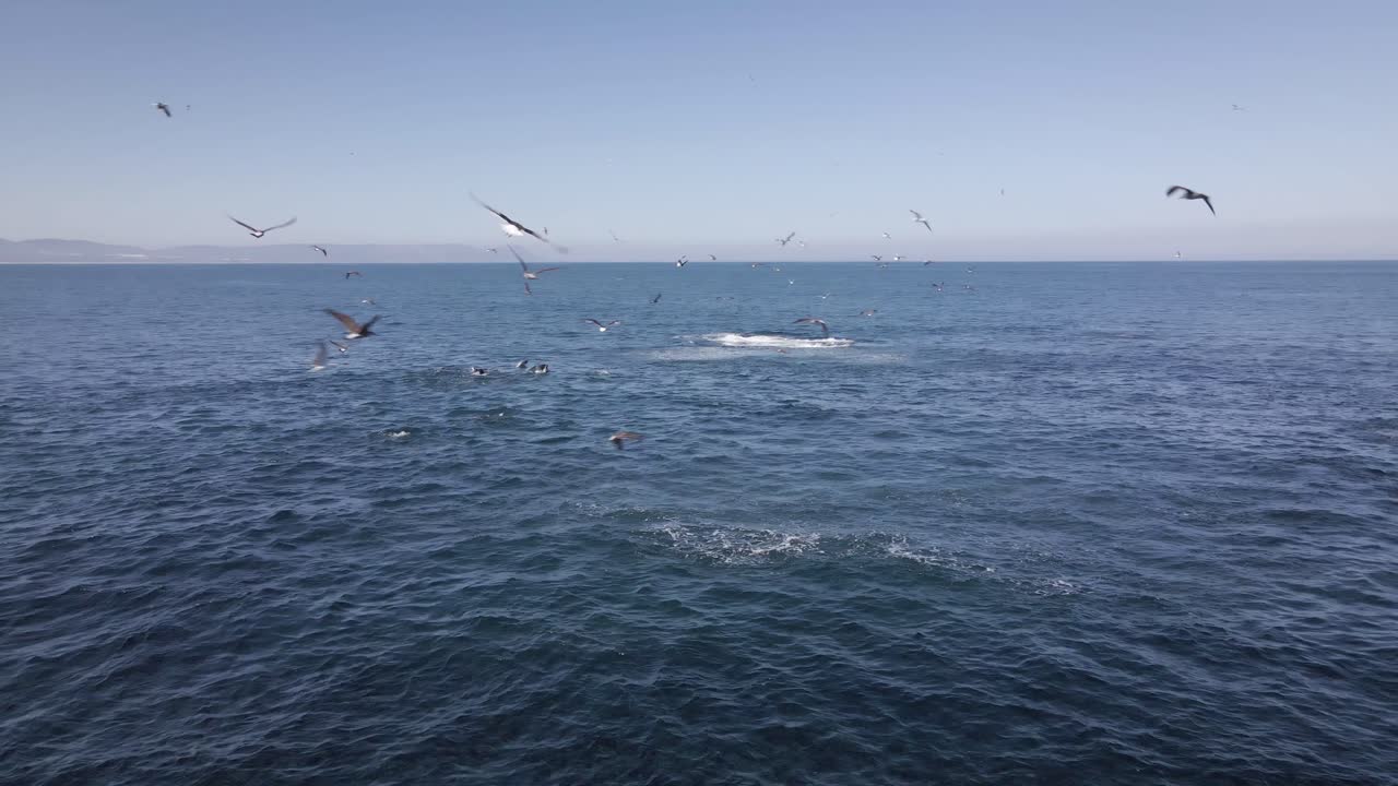 정어리 미끼 공 주변 활동의 하이브