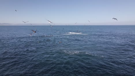 hive of activity around sardine bait ball