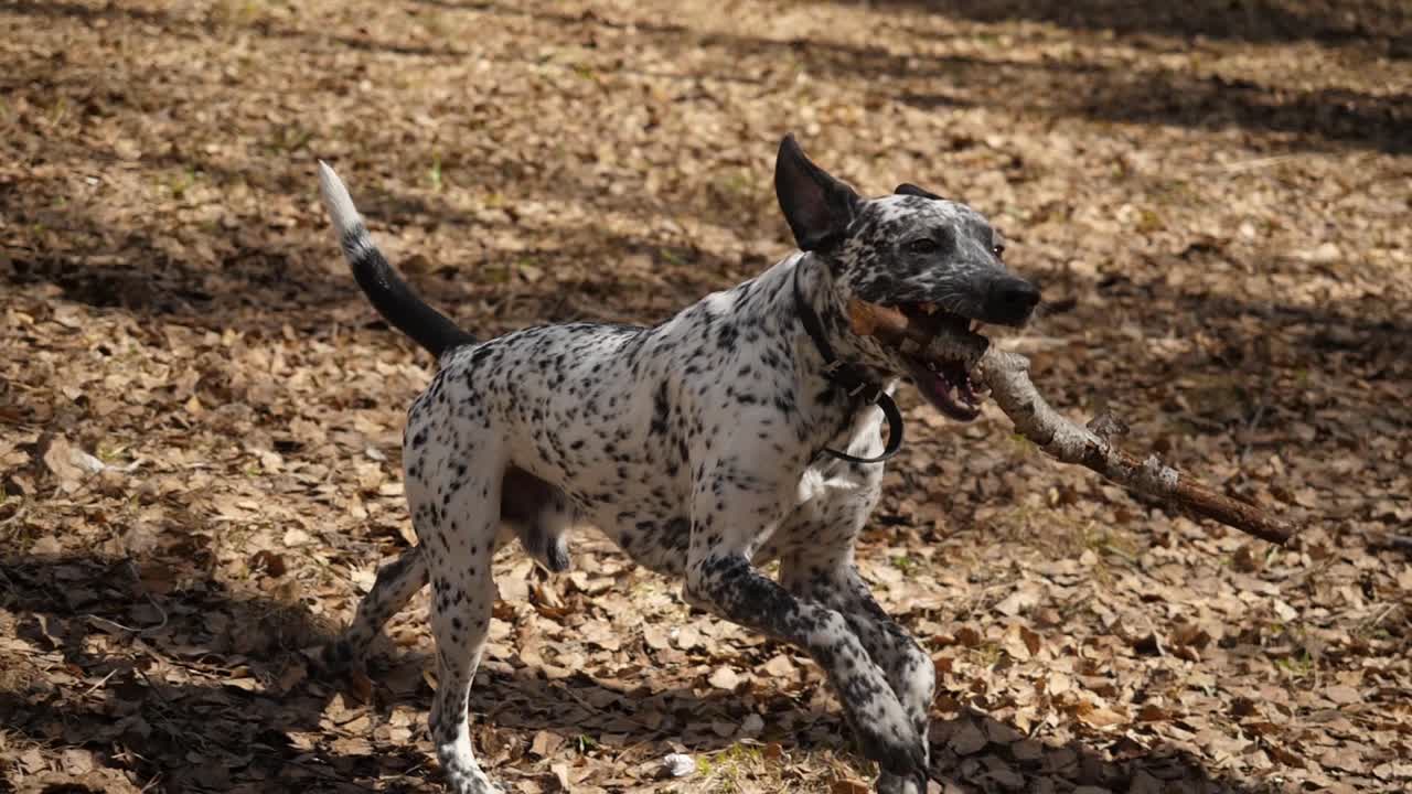 perro manchado corriendo en el bosque