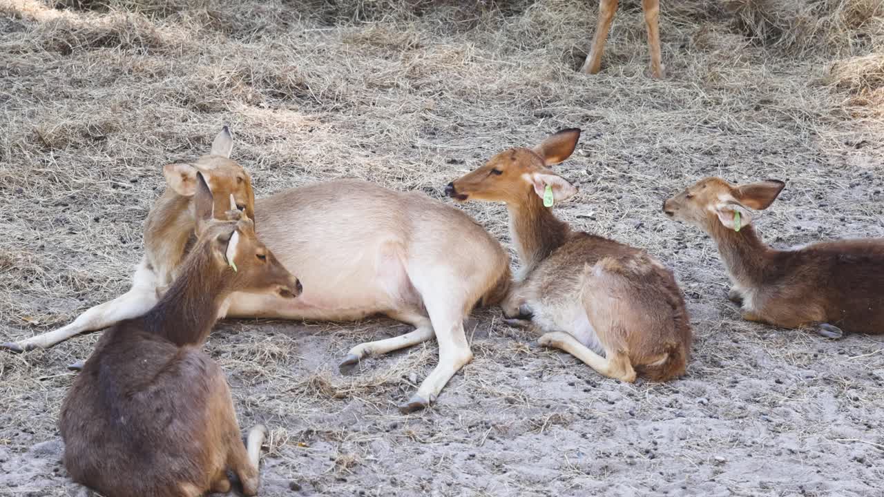 한 무리로 휴식을 취하고 있는 사