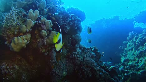 Beautiful-colors-of-underwater-wild-life