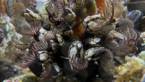 gooseneck barnacles also known as leaf barnacles filter feeding in an intertidal zone