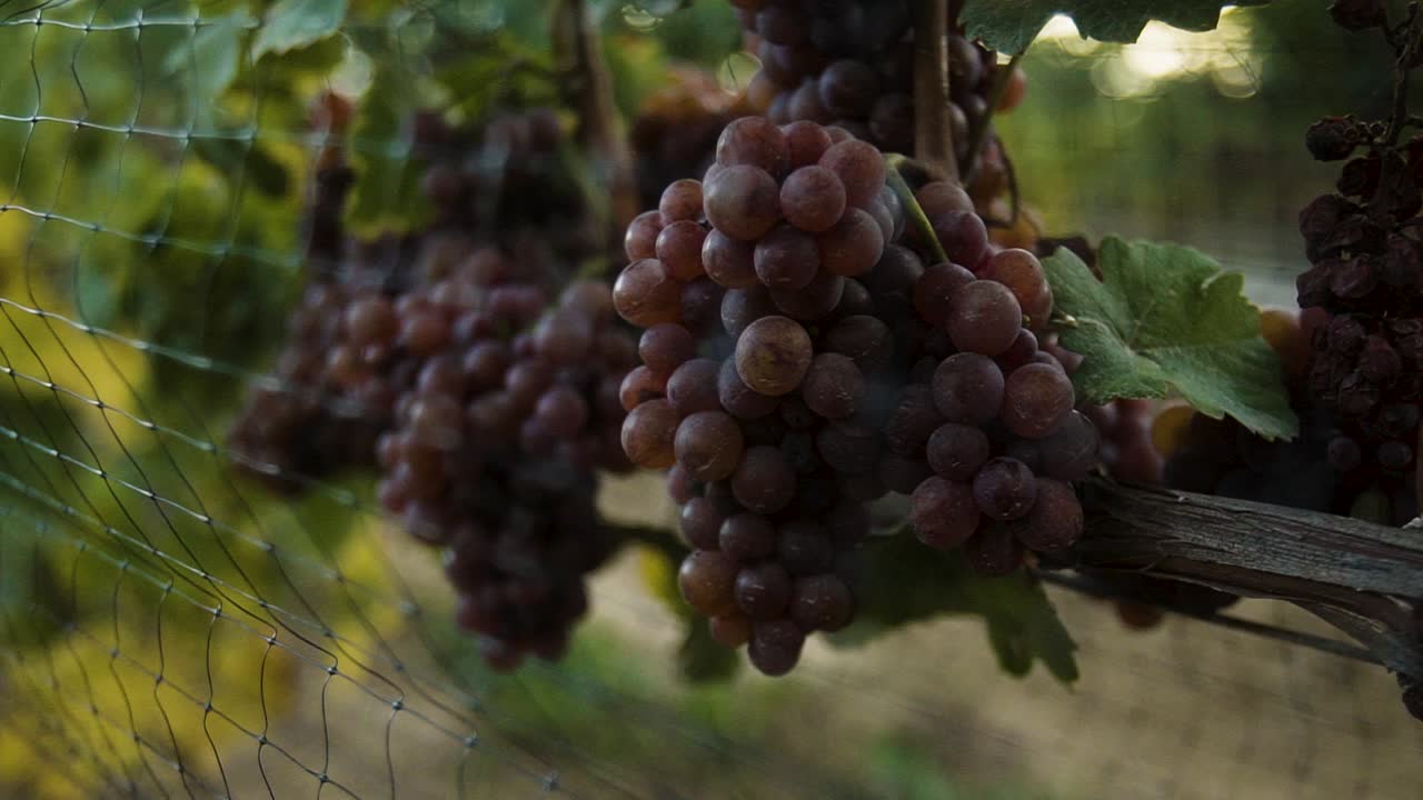 cerca de uvas rojas detrás de una malla de alambre