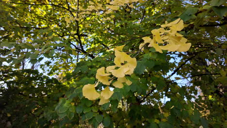 yellow ginkgo leaves in autumn foliage