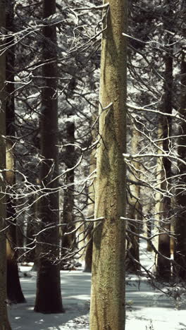 snowy winter forest