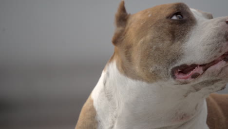 Glücklicher-Hund-Draußen-Unter-Der-Sonne-Im-Sommer