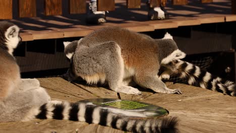 lemurs exploring and interacting on a wooden platform