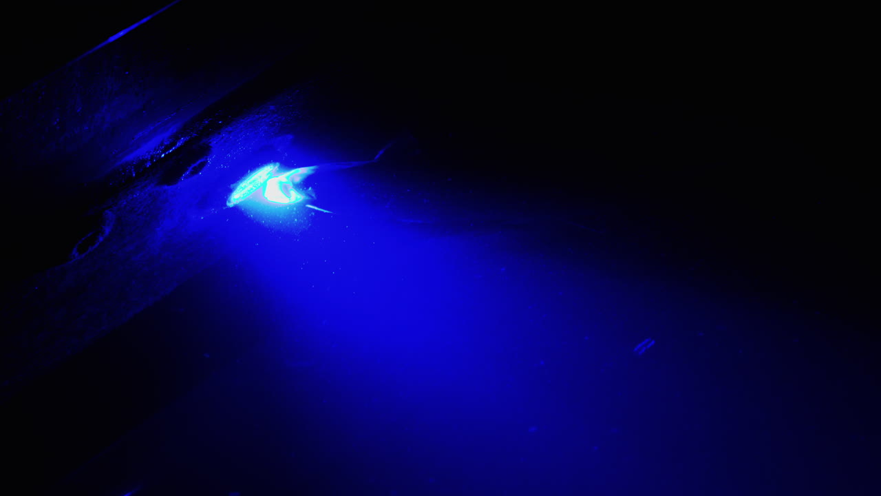 Close up of fish swimming in an aquarium illuminated with blue lights