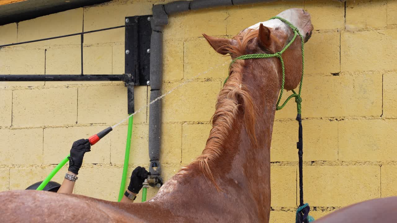 Horse Getting Washed