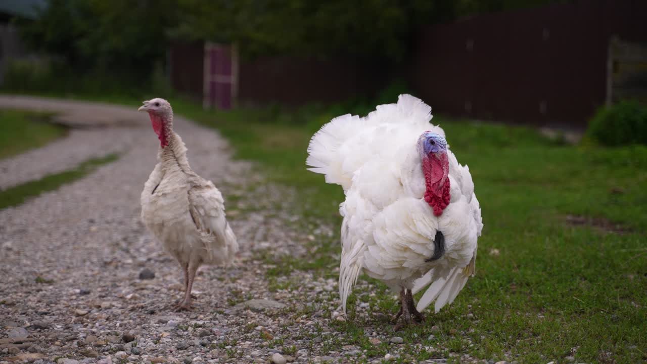 Thanksgiving Day concept. The feathers and a red small appendage looks in confusion at the other turkeys around the road the poultry farm. Farm animals. Turkey graze near the village. Walk on the road