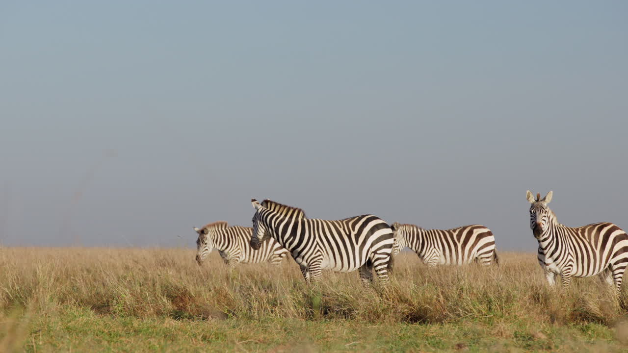 Mandria di zebre delle pianure che camminano nella savana nel pomeriggio