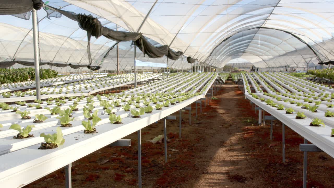 Hydroponic farm with rows of growing lettuce plants in greenhouse, copy space