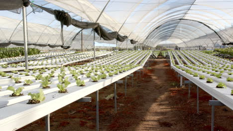 hydroponic farm with rows of growing lettuce plants in greenhouse, copy space