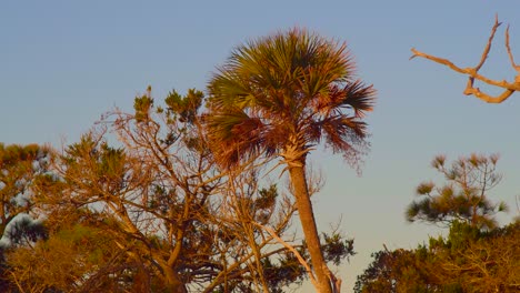 A-palmetto-tree-sways-in-the-morning-wind-at-Folly-beach