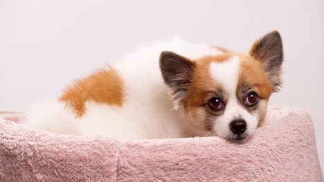 video shows a cute, playful, and happy puppy mini fawn and white colored sitting on a pink fabric rug