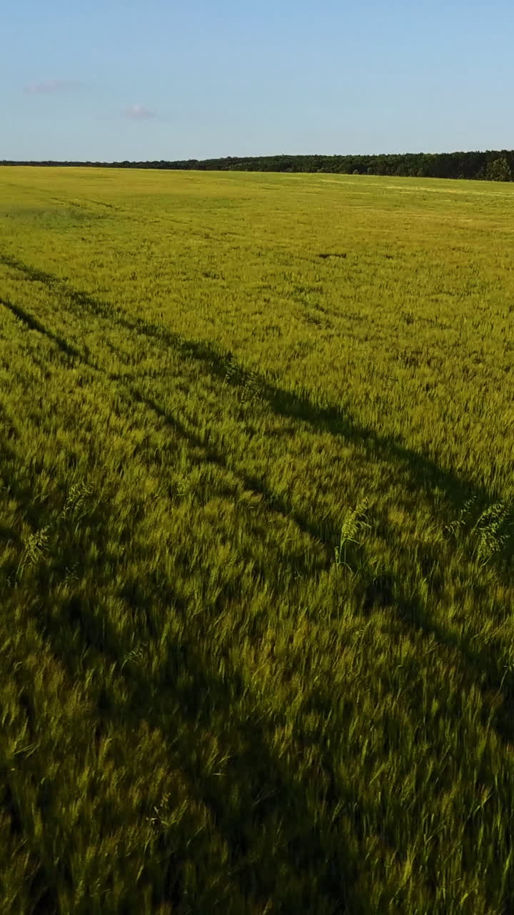 Children Running In Field. Aerial view of little man running in green wheat field Vertical video
