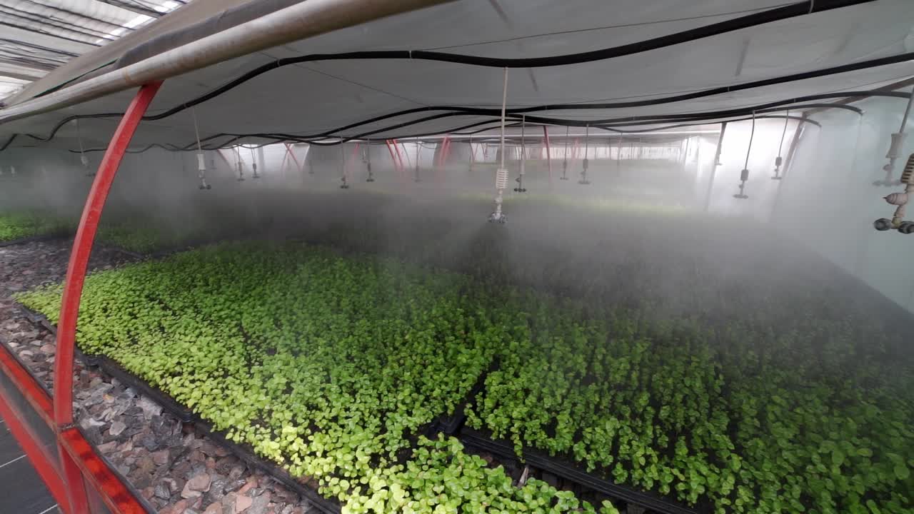 invernadero de bayas en méxico