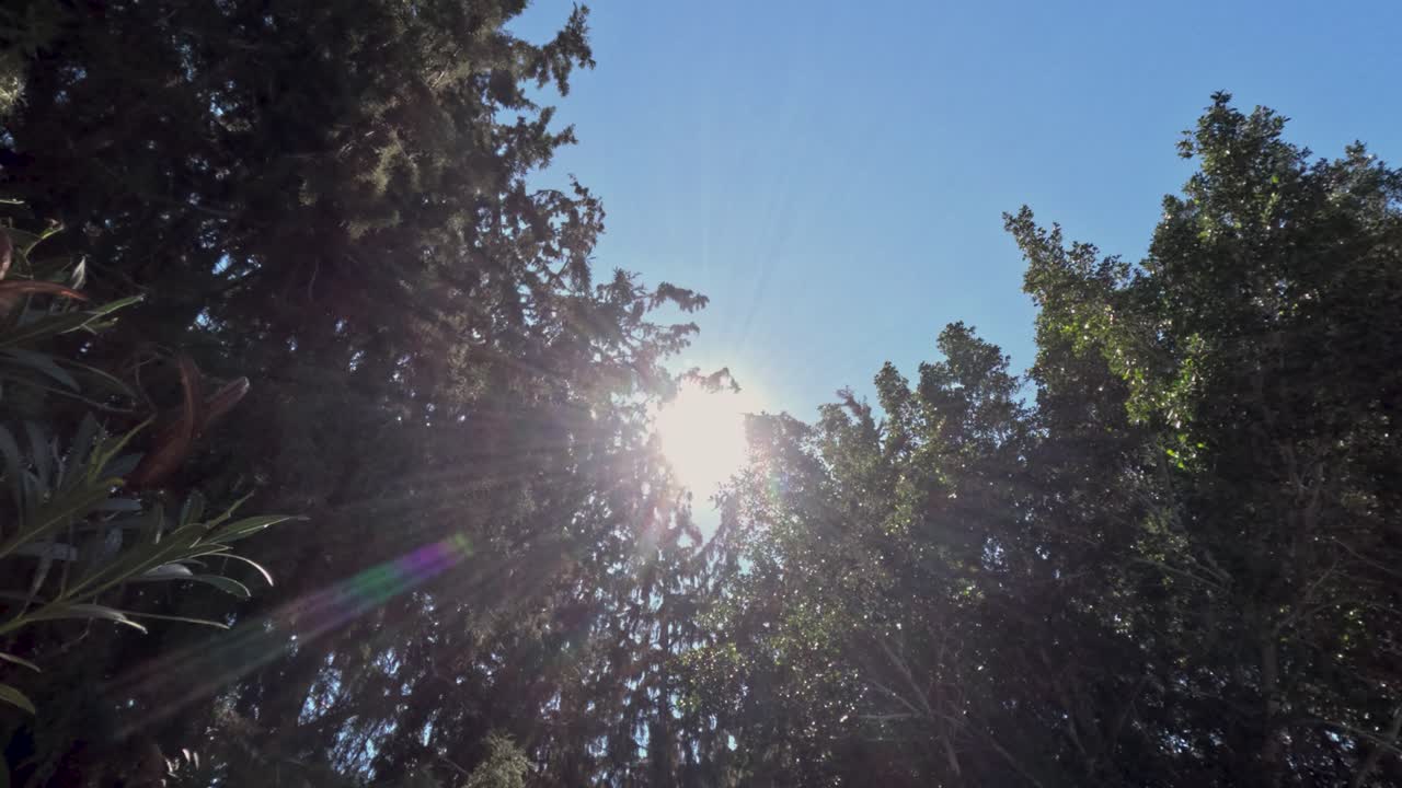 La luz del sol se filtra a través de las hojas de árboles altos en un jardín. El cielo está despejado y la luz brillante crea patrones entre las ramas y el follaje.