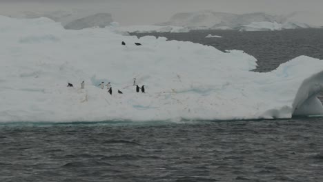 Eisberg-Mit-Pinguinen,-Die-Im-Ozean-In-Der-Antarktis-Schwimmen