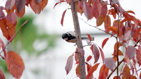 Kohlmeise-Frisst-Im-Herbst-Unter-Baumstammrinde-Insekten-Und-Fliegt-Davon