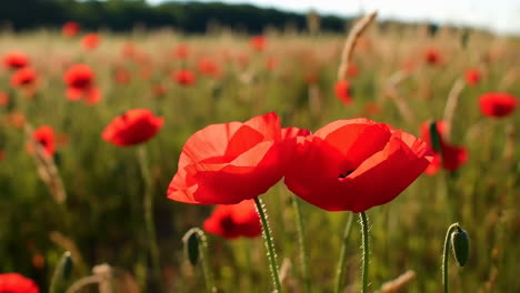 field of red poppies in summer